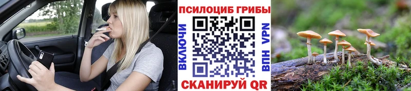 Галлюциногенные грибы Psilocybe  закладка  Гвардейск 